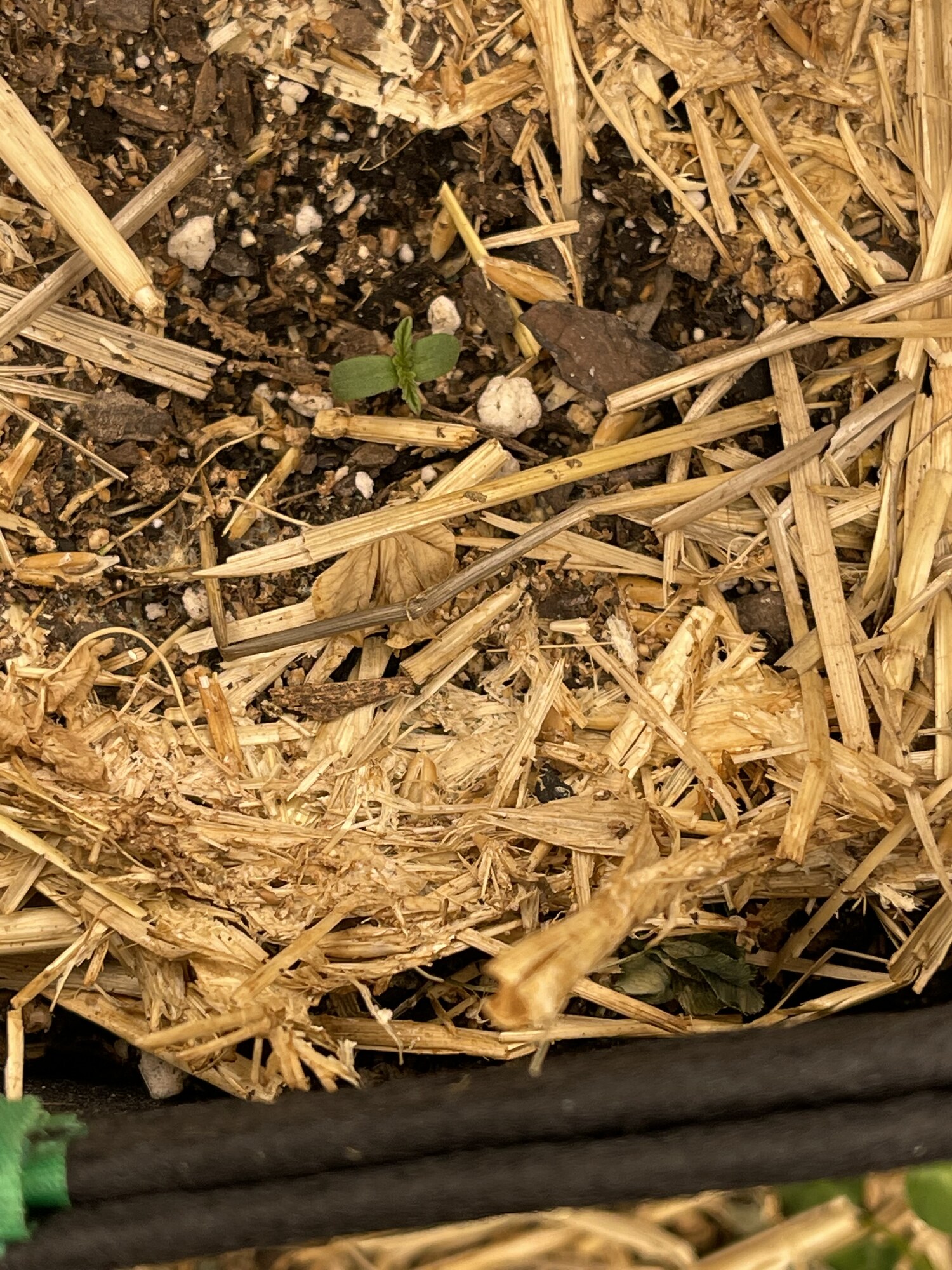 Living-soil surface protected with natural mulch