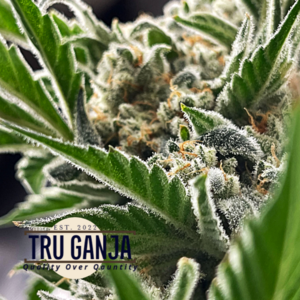 Tru Ganja